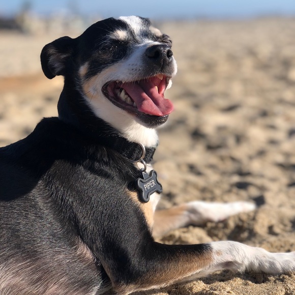 Meet your Posher, Paige - Picture 1 of 1